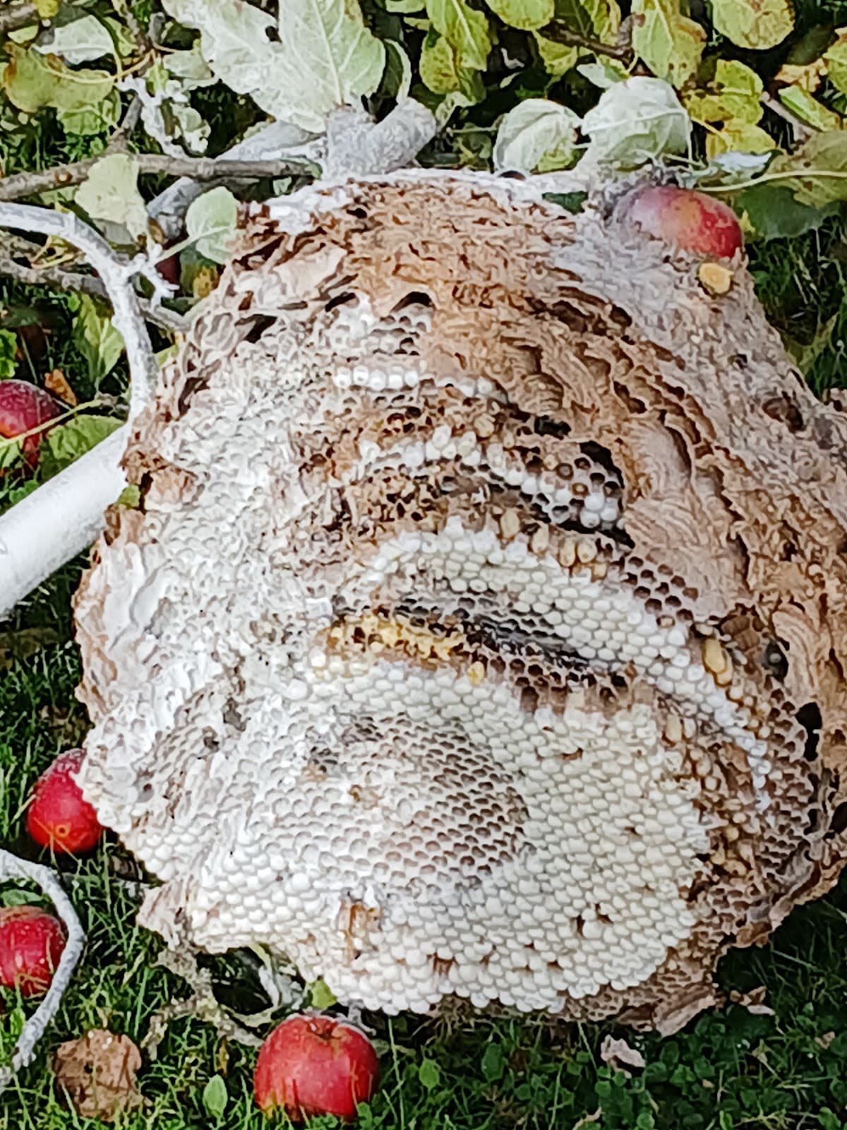 Appel Stop Nuisibles 16 — désinsectisation et dératisation à Angoulême