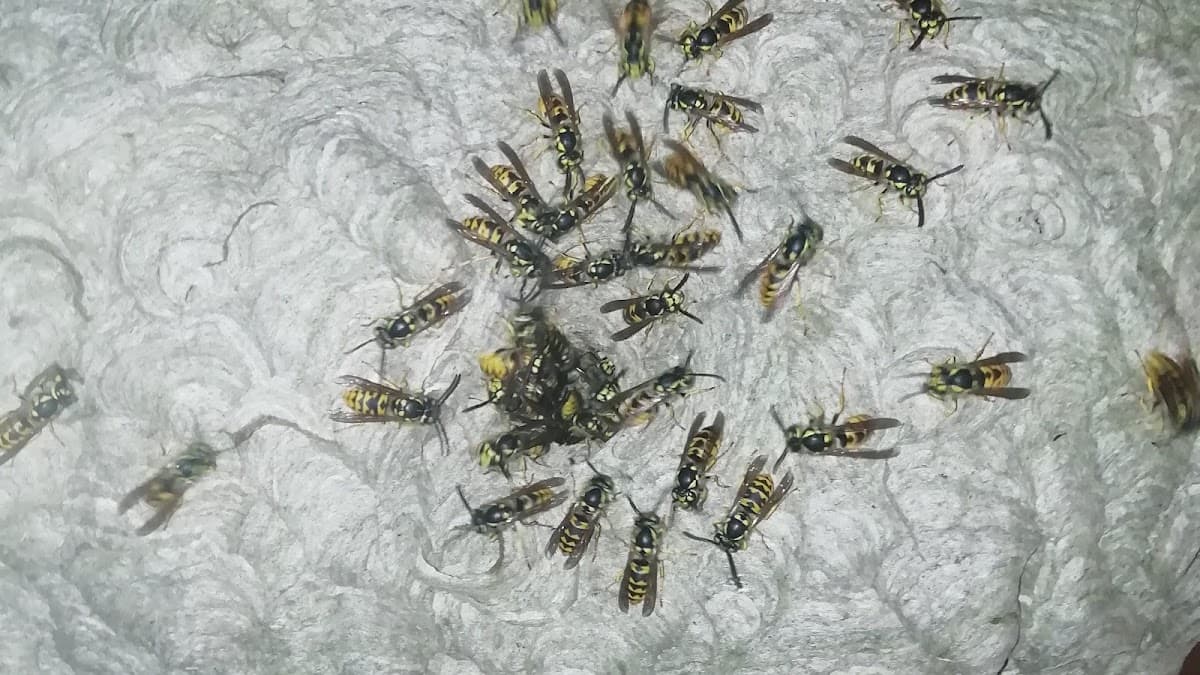 GR NUISIBLES — désinsectisation et dératisation à Saint-Omer