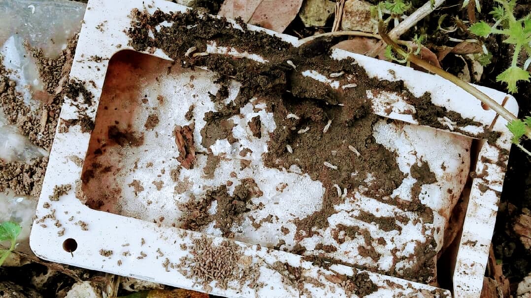 Framo Traitements, Termites, Capricornes, Humidité — désinsectisation à Bergerac