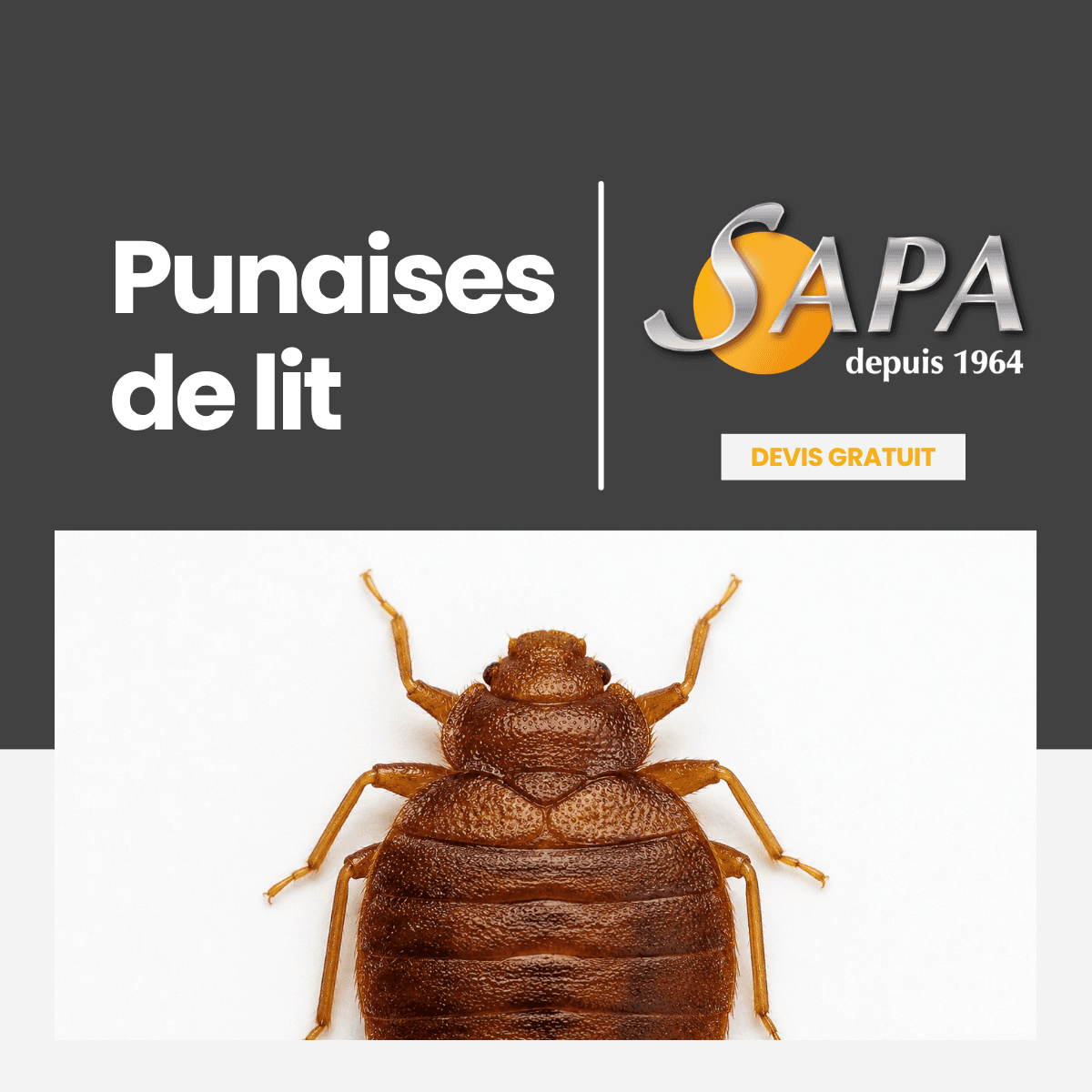 SAPA 86 Traitement Bois Termites