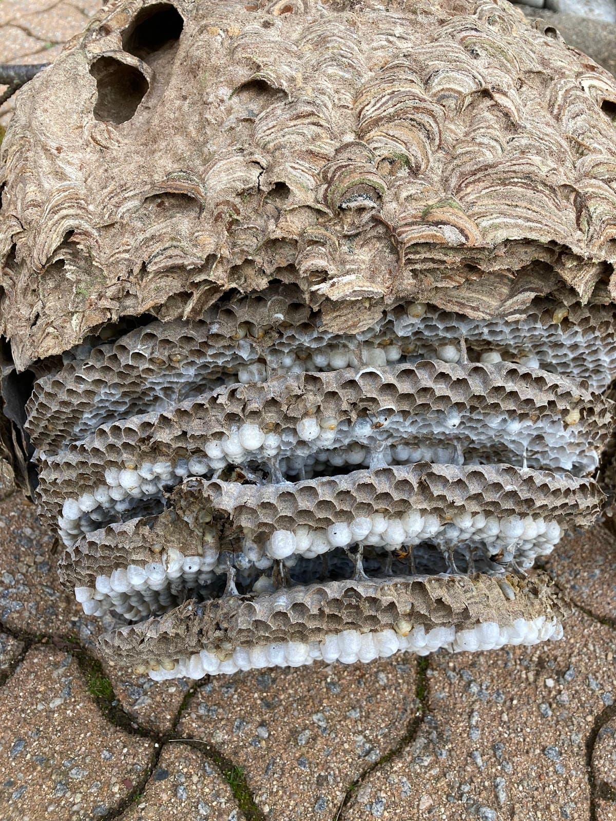 Stop insectes 87 — désinsectisation et dératisation à Limoges
