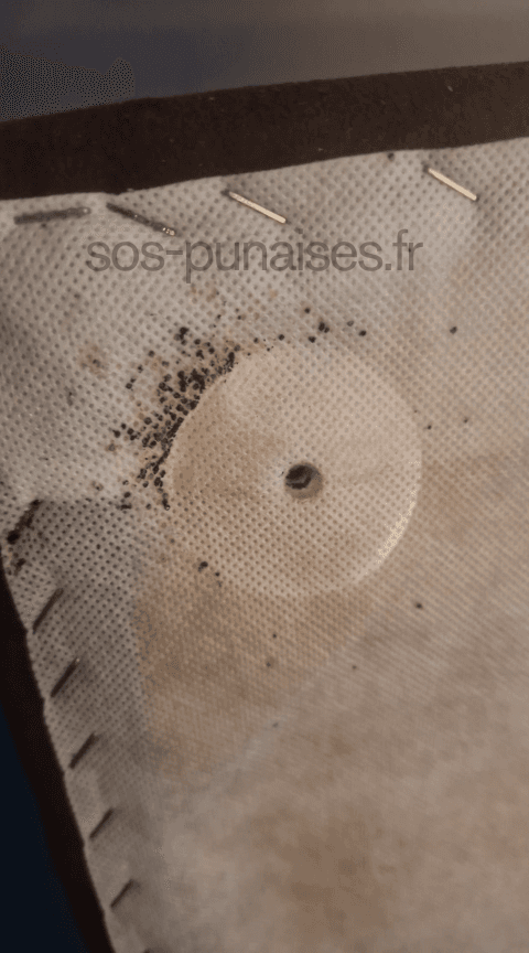 SOS Punaises de lit - Exterminateur Professionnel