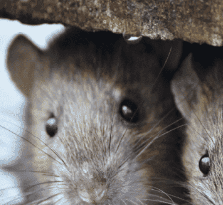 Assistance Anti-Nuisibles — désinsectisation et dératisation à Nogent-sur-Oise