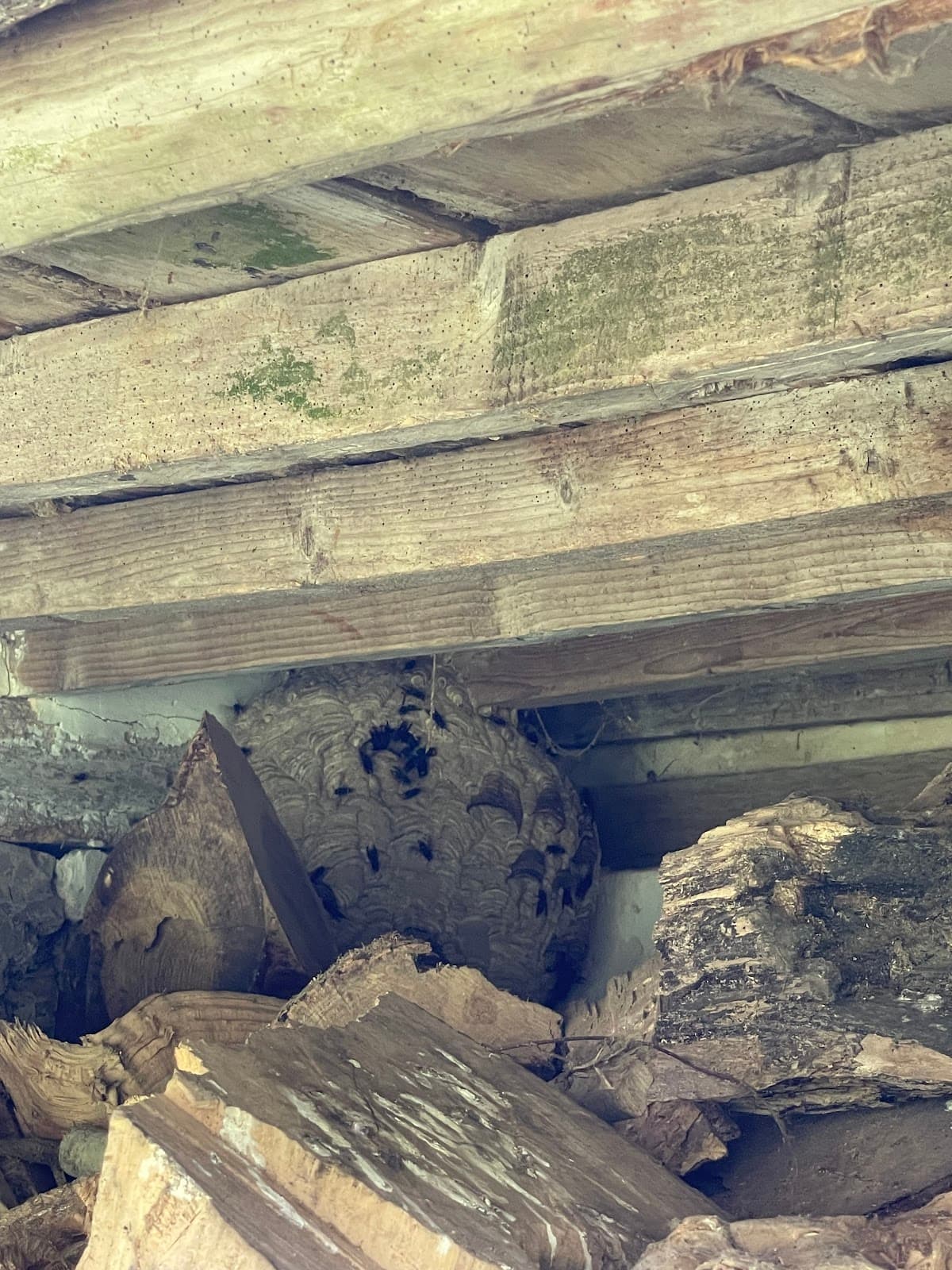 DESTRUCT GUEPES 76 — destruction de nids de guêpes et frelons à Dieppe