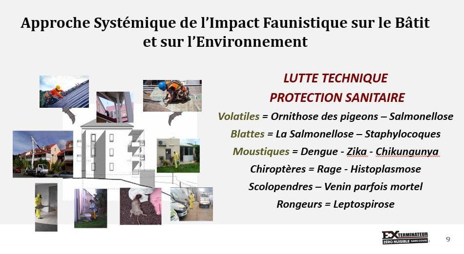 Exterminateur — désinsectisation et dératisation à Capesterre-Belle-Eau