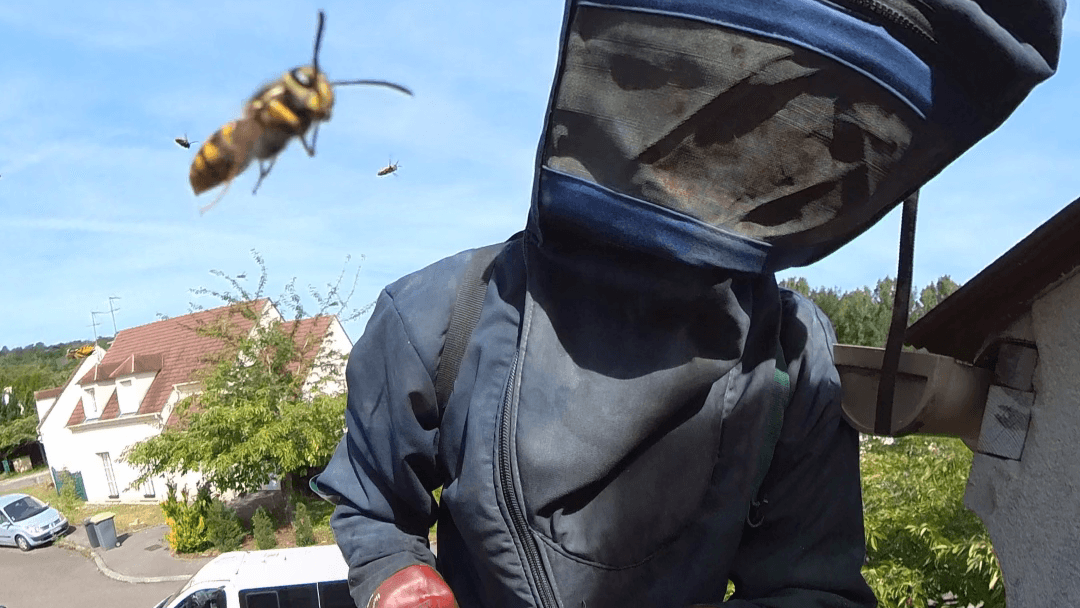 BBCG anti-nuisibles — désinsectisation et dératisation à Compiègne