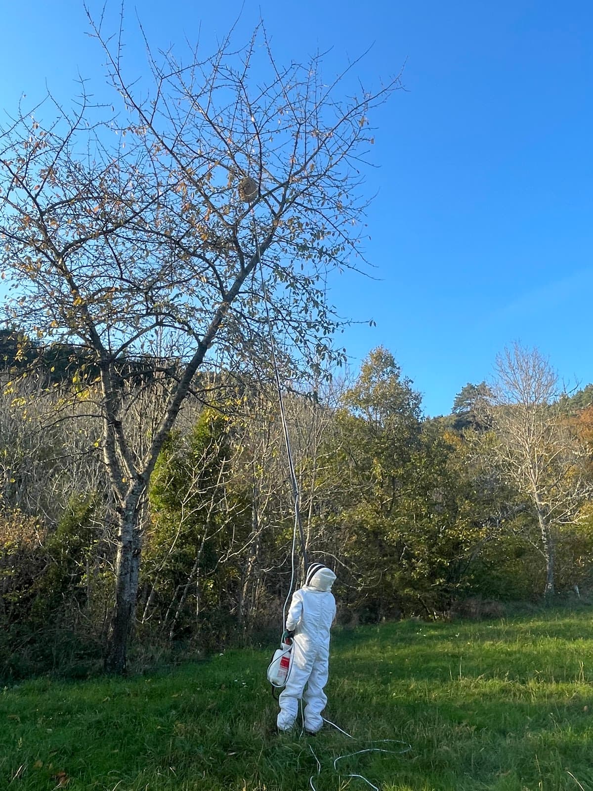 Velay Guêpes & Nuisibles — destruction de nids de guêpes et frelons à Le Puy-en-Velay