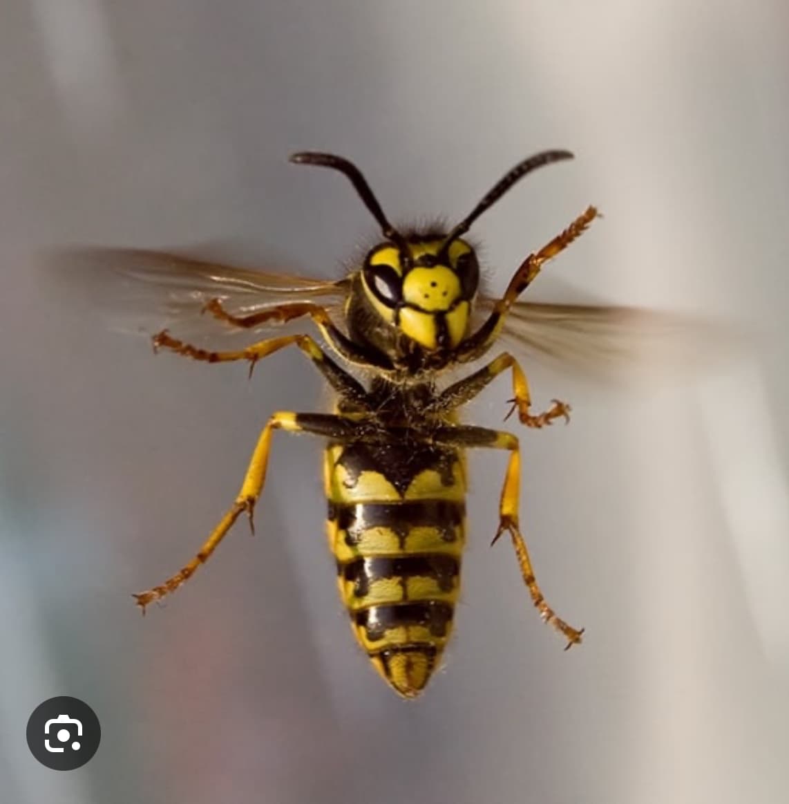 Morvan Guêpes - Entreprise spécialisée Guêpes Frelons Abeilles — destruction de nids de guêpes et frelons à Autun