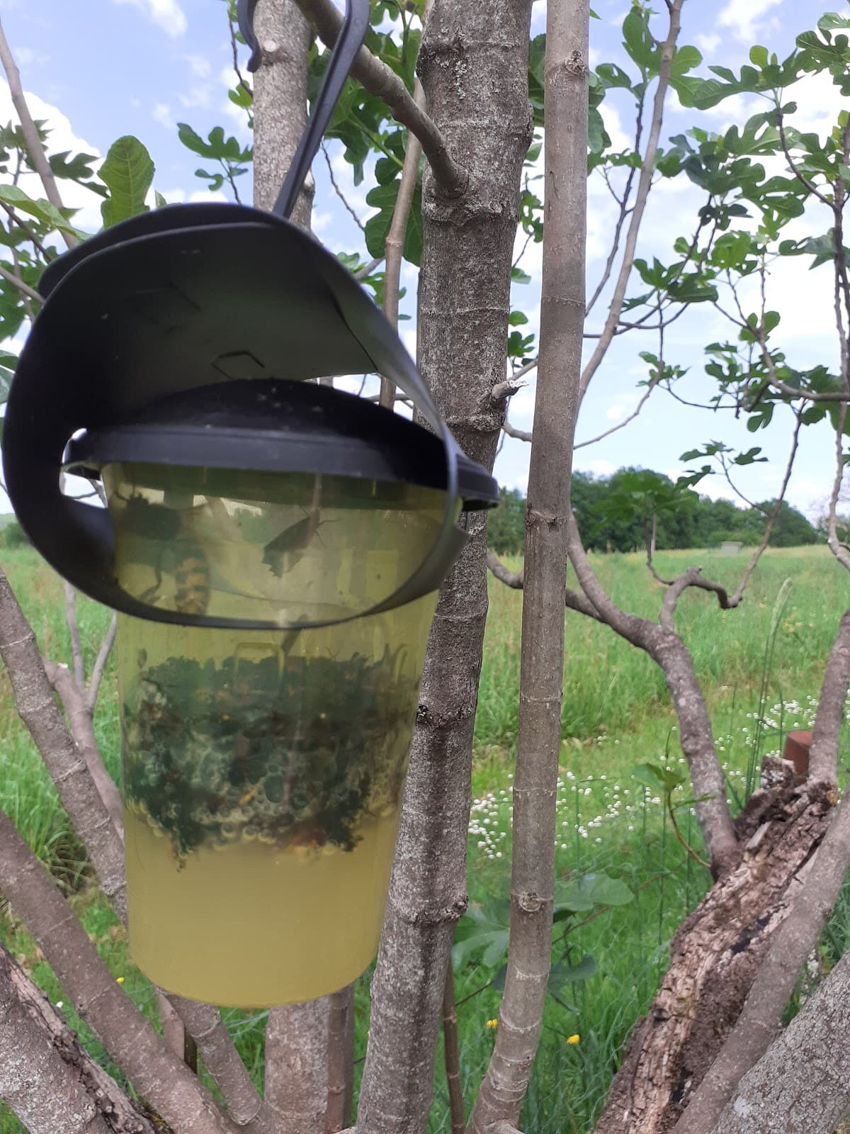 STOP Invasifs — désinsectisation et dératisation à Boulazac Isle Manoire