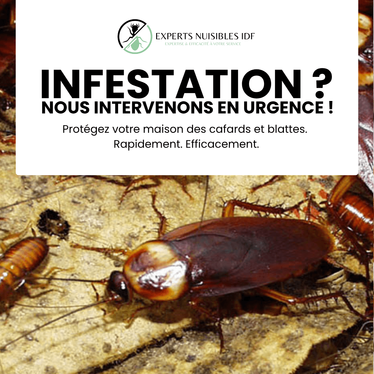 EXPERTS NUISIBLES IDF