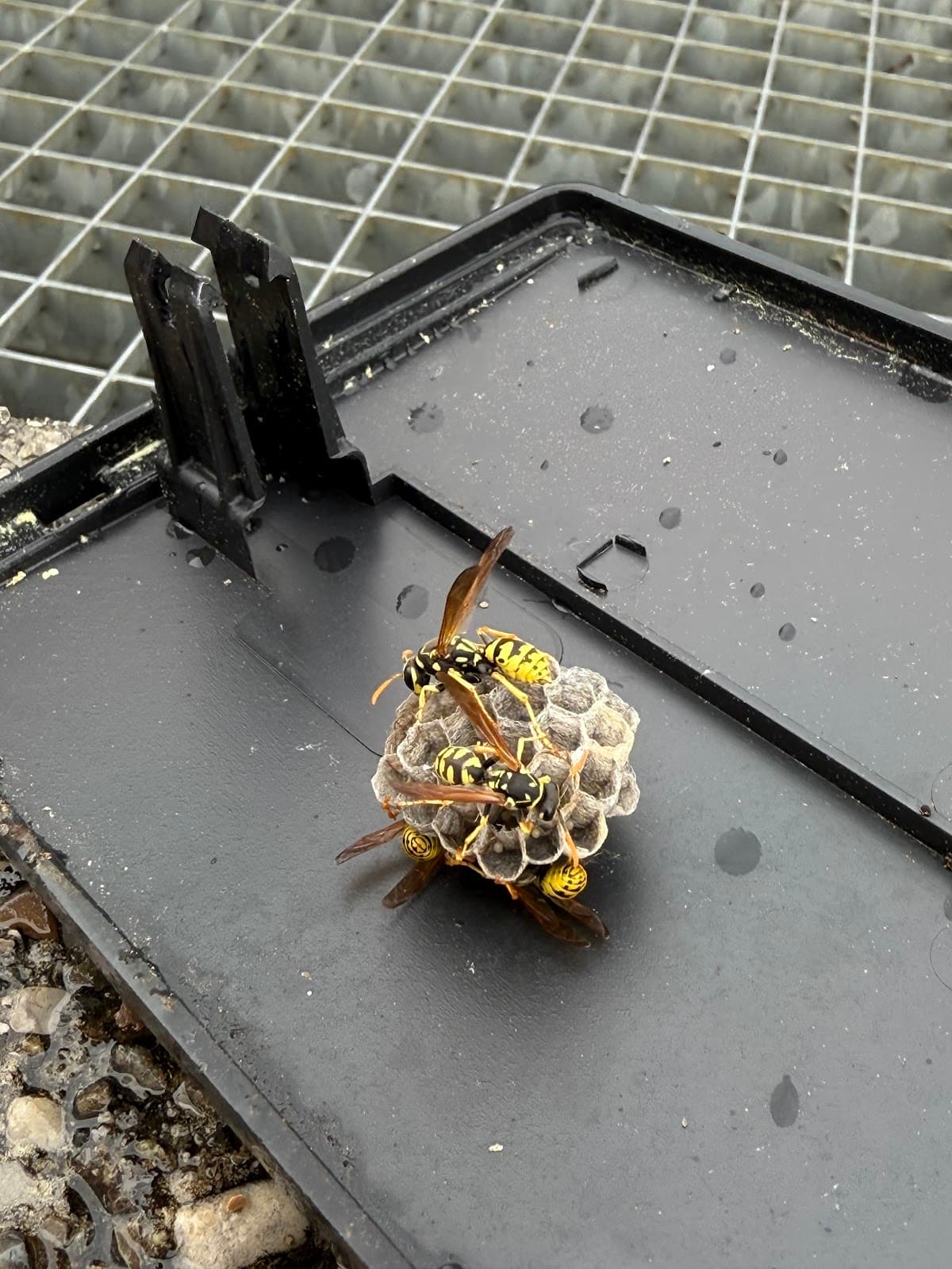 Pest Wars 4D — désinsectisation et dératisation à Draguignan