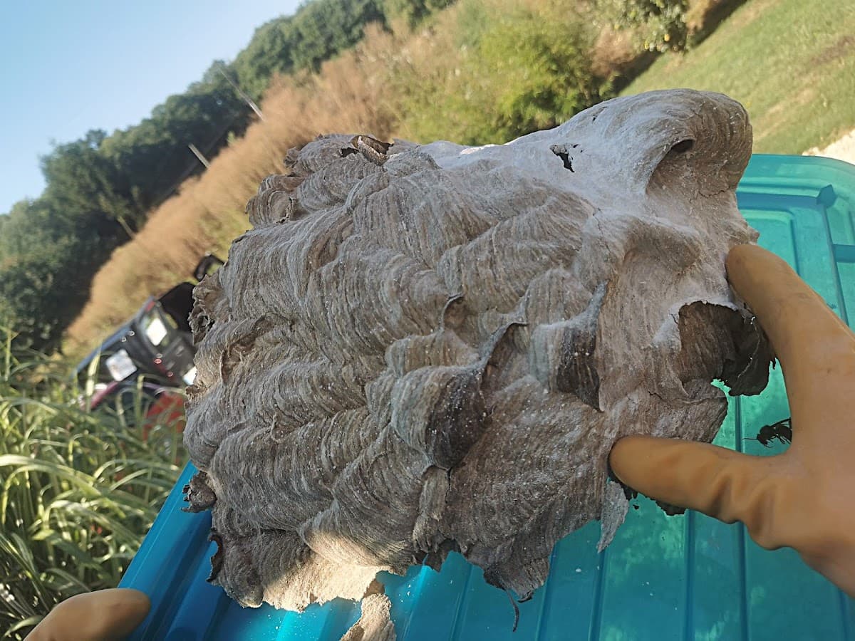 Stop Frelons Et Rats — dératisation à Boulazac Isle Manoire