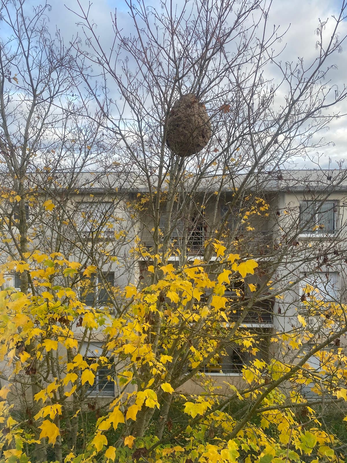 SOS ABEILLES 41 — désinsectisation et dératisation à Vendôme