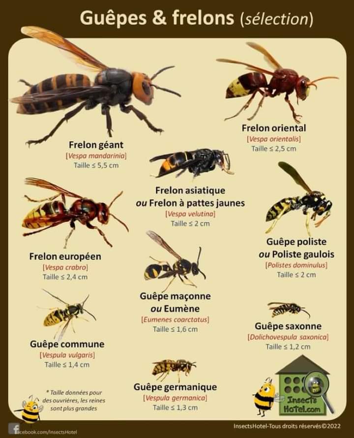 Action Guêpes 60 — destruction de nids de guêpes et frelons à Montataire