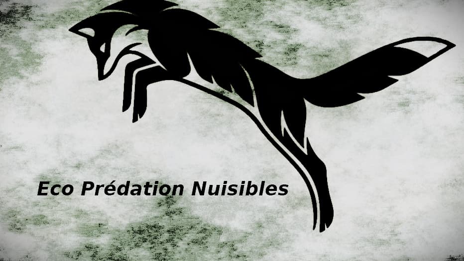 Eco prédation nuisibles — désinsectisation et dératisation à Auchel
