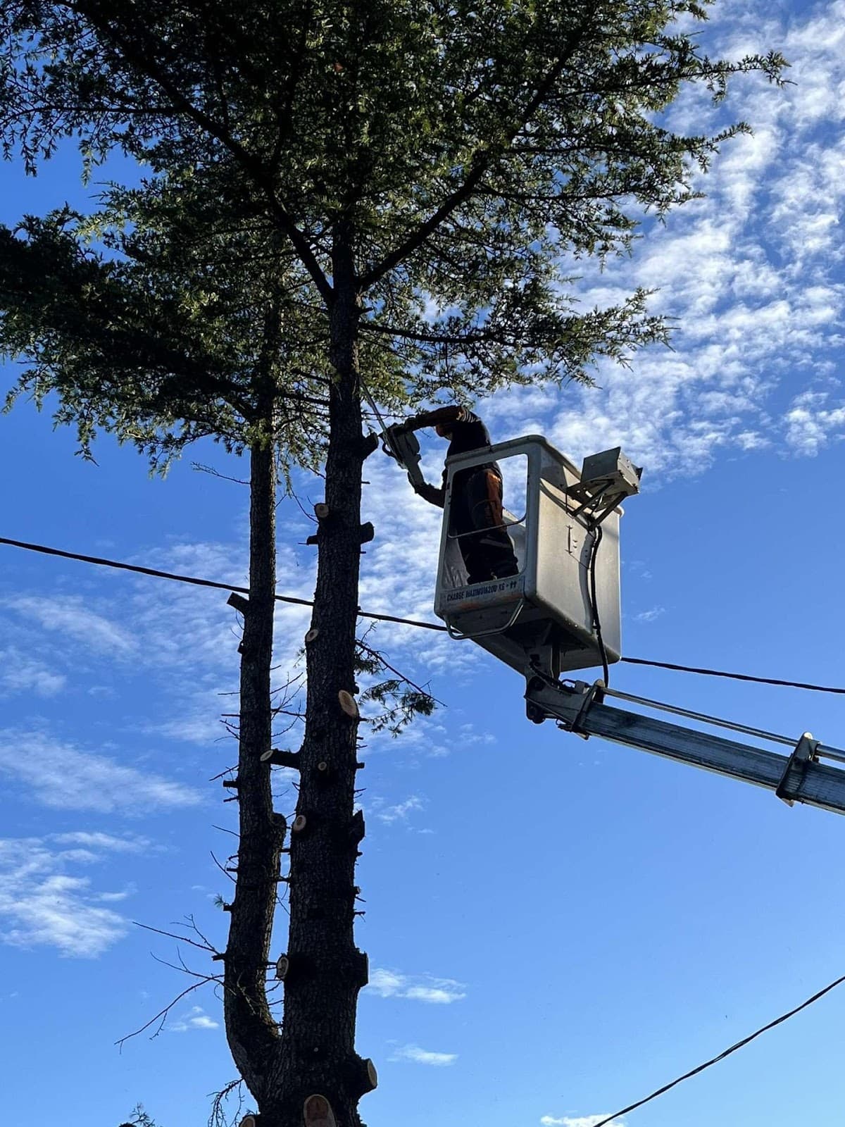 A.D.S Services — désinsectisation et dératisation à Villefranche-de-Rouergue