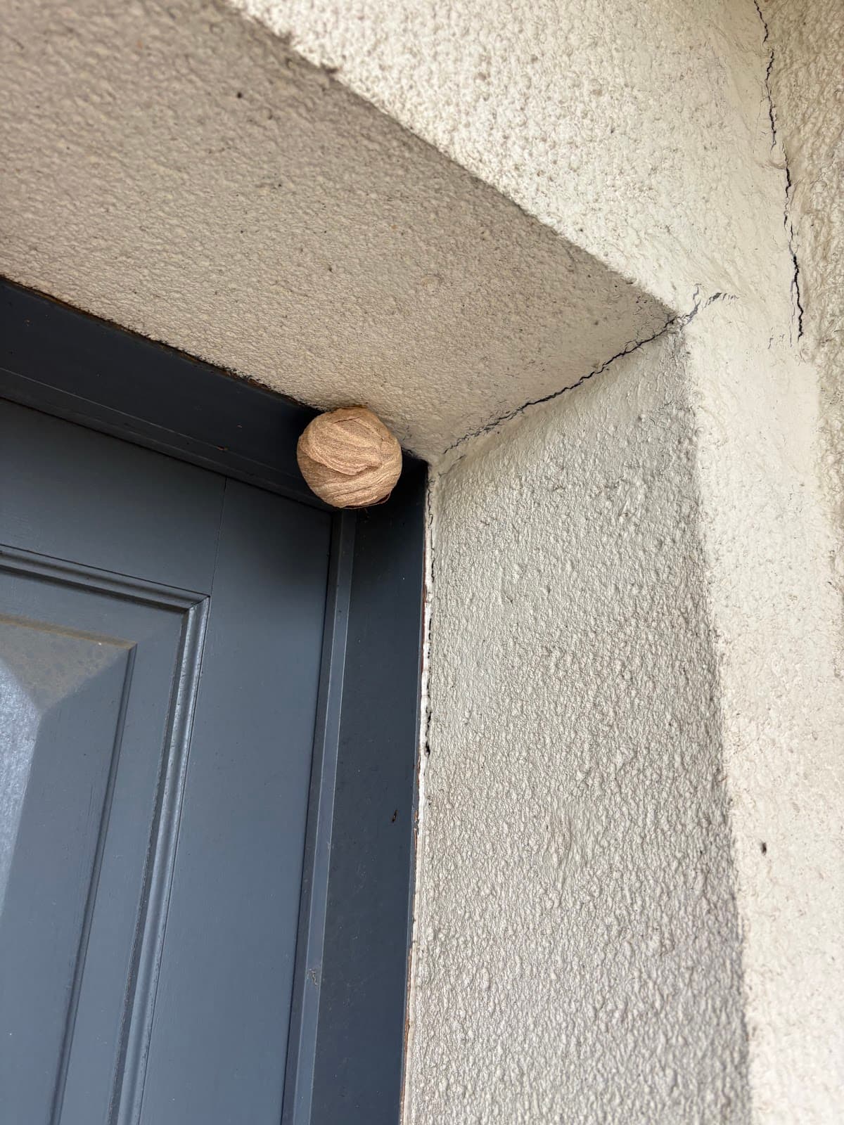 Sos Abeilles Guepes Frelons 44