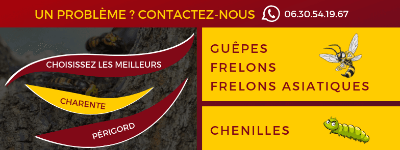 Charente Périgord Guêpes Frelons