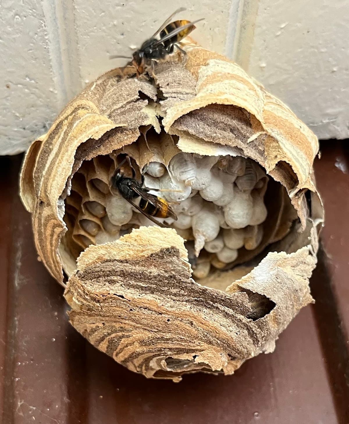 Guêp'Attack 42 destruction guêpes et frelons dans la Loire 42