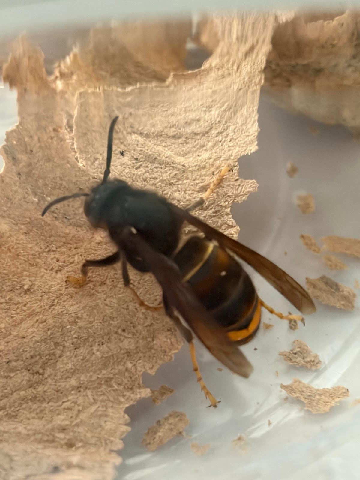 Nuisibles Contrôle