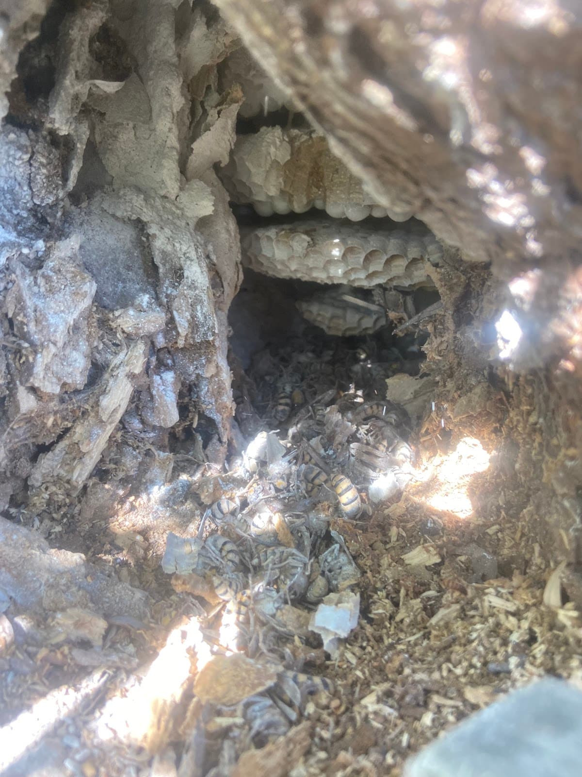Urgence nuisibles 17 Désinsectisation Charente-Maritime Deratisation Élimination Nids Guêpes Frelon Fourmis Cafards